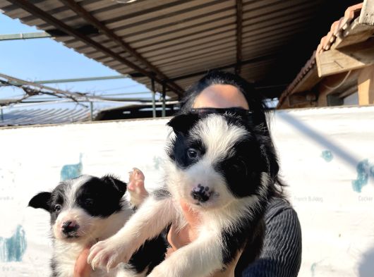 Border Colie Yavrularım Sağlık Ve Irk Garantili görsel
