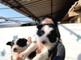 Border Colie Yavrularım Sağlık Ve Irk Garantilid
