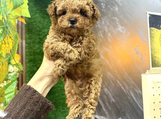 Maltipoo Korean görsel