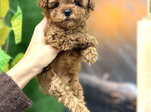 Maltipoo korean