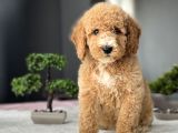 Di̇zayn Irk Üst Kali̇te Labradoodle Bebekler