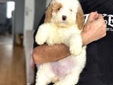 Bi̇r Çok Seçenek İle Labradoodle Bebekler