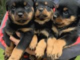 Koca Kafa Rottweiler Yavrularımız