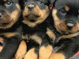 Koca Kafa Rottweiler Yavrularımız