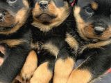 Koca Kafa Rottweiler Yavrularımız