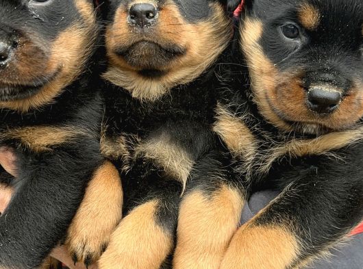 Koca Kafa Rottweiler Yavrularımız görsel