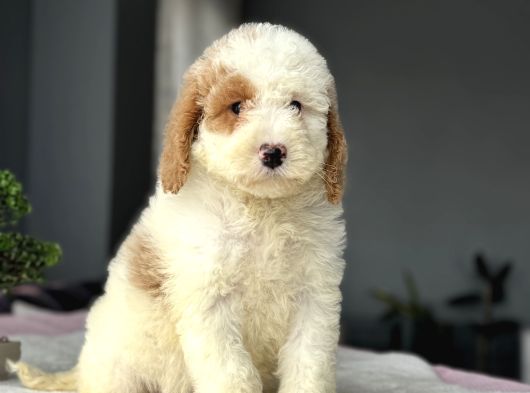 Bi̇r Çok Seçenek İle Labradoodle Bebekler