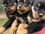 Koca kafa rottweiler yavrularımız