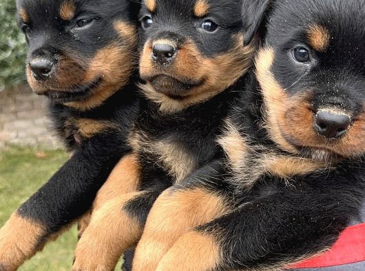 Koca kafa rottweiler yavrularımız