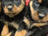 Koca Kafa Rottweiler Yavrularımız