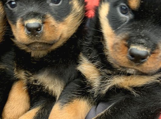 Koca Kafa Rottweiler Yavrularımız görsel