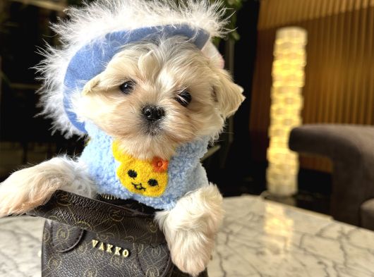 Korea Maltese görsel