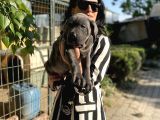 Cane Corso Yavrularım Sağlık Ve Irk Garantilidir