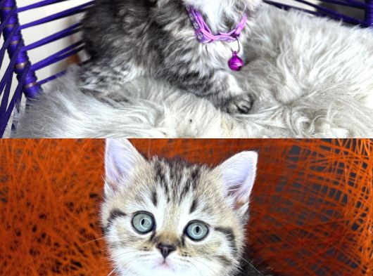 British Shorthair Ve Longhair Golden Tabby Yavrular görsel