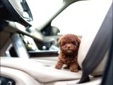 Elit Kan Hattı  Toy Poodle