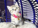 British Shorthair Ve Longhair Golden Tabby Yavrular