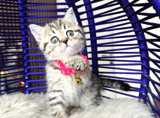 British Shorthair Ve Longhair Golden Tabby Yavrular görsel