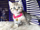British Shorthair Ve Longhair Golden Tabby Yavrular