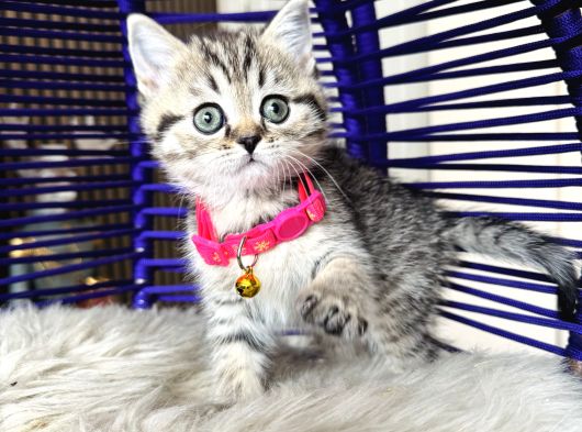 British Shorthair Ve Longhair Golden Tabby Yavrular görsel