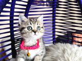 British Shorthair Ve Longhair Golden Tabby Yavrular