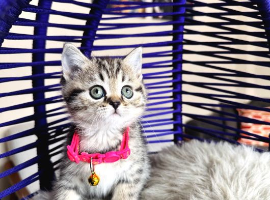 British Shorthair Ve Longhair Golden Tabby Yavrular görsel