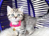 British Shorthair Ve Longhair Golden Tabby Yavrular