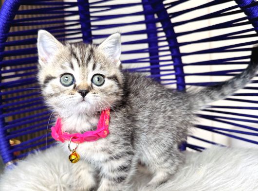 British Shorthair Ve Longhair Golden Tabby Yavrular görsel
