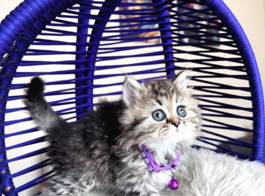 British Shorthair Ve Longhair Golden Tabby Yavrular görsel