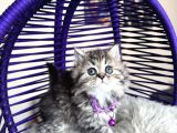 British shorthair ve longhair golden tabby yavrular