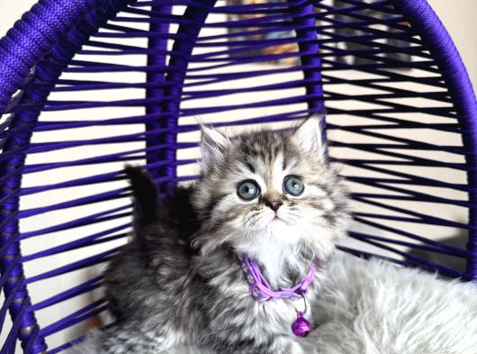 British Shorthair Ve Longhair Golden Tabby Yavrular