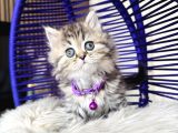 British Shorthair Ve Longhair Golden Tabby Yavrular