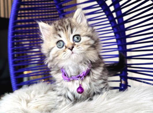 British Shorthair Ve Longhair Golden Tabby Yavrular görsel