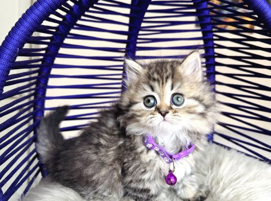 British Shorthair Ve Longhair Golden Tabby Yavrular görsel