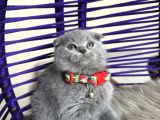 Scottish fold blue yavrualr