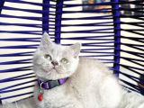 British shorthair lilac ve gri Yavrular