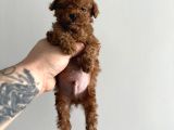 Miniciiiiikkkk aşırıı tatlıı poodle