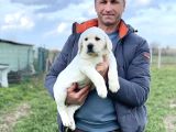 Şecereli Labrador Yavrular