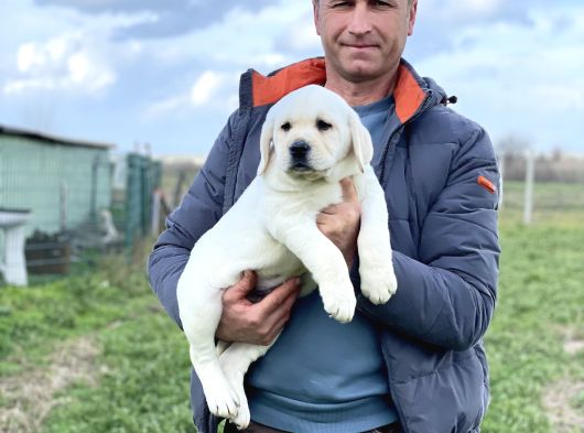 Şecereli Labrador Yavrular görsel
