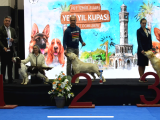 Şecereli Labrador Yavrular