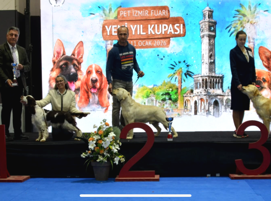 Şecereli Labrador Yavrular görsel