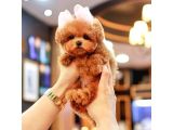 Maltipoo Yavrularım Sağlık Ve Irk Garantilidir