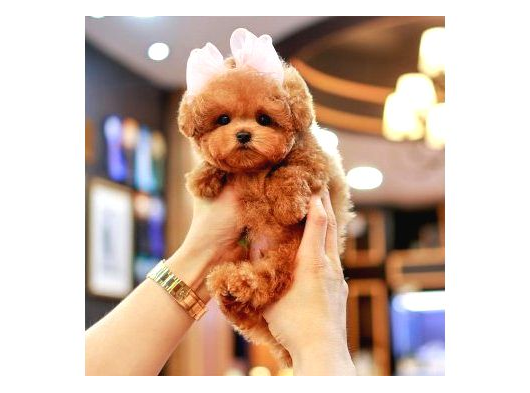 Maltipoo Yavrularım Sağlık Ve Irk Garantilidir görsel