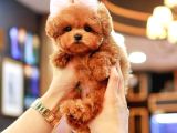 Maltipoo Yavrularım Sağlık Ve Irk Garantilidir