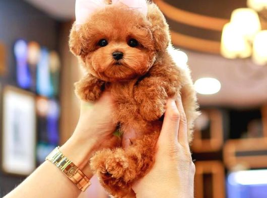 Maltipoo Yavrularım Sağlık Ve Irk Garantilidir görsel