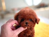 Harika Toy Poodle Yavrularimiz