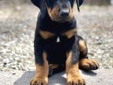 Erkek A Kalite Doberman Yavrumuz