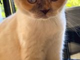 Ücretsiz Scotish Fold Beyaz Kedi Linda