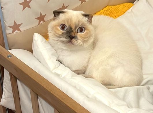 Ücretsiz Scotish Fold Beyaz Kedi Linda görsel
