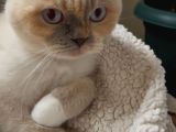 Ücretsiz Scotish Fold Beyaz Kedi Linda
