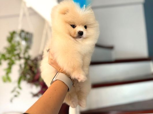 Pomeri̇ni̇an Boo Yavruları Mama Ve Malzeme Kampanyalı görsel